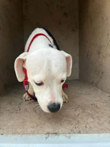 A young small-sized female Mixed Breed dog named Paste for adoption in West Palm Beach, FL