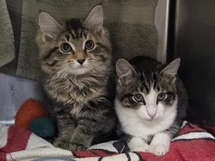 A baby small-sized female Domestic Medium Hair cat named Wendy for adoption in Westland, MI