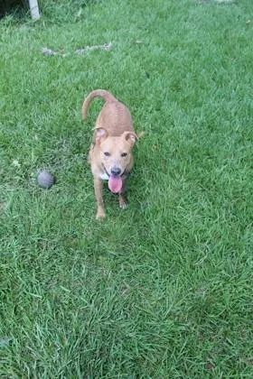 A baby medium-sized female Mixed Breed dog named Molly for adoption in Port Allen, LA