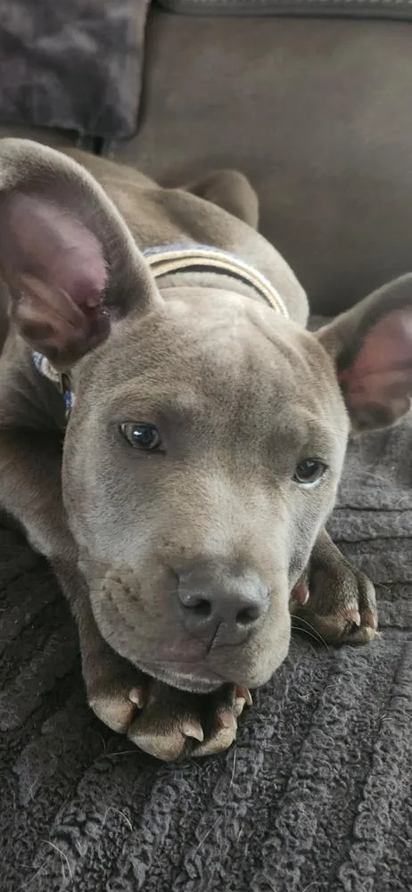 A baby medium-sized male Gray / Blue / Silver Mixed Breed dog named Gravy for adoption in Clinton Township, MI
