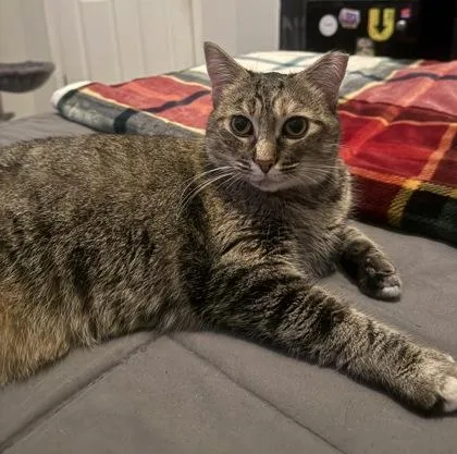 An adult small-sized female Brown / Chocolate Domestic Short Hair cat named Edith Anne for adoption in Atlanta, GA