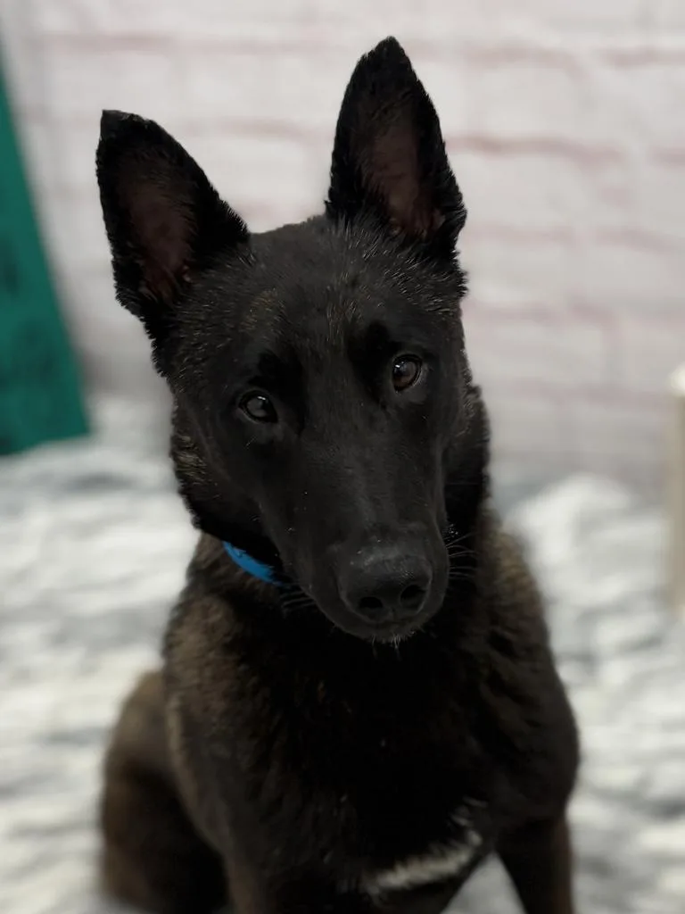 An adult medium-sized male Mixed Breed dog named Richmond for adoption in Detroit, MI