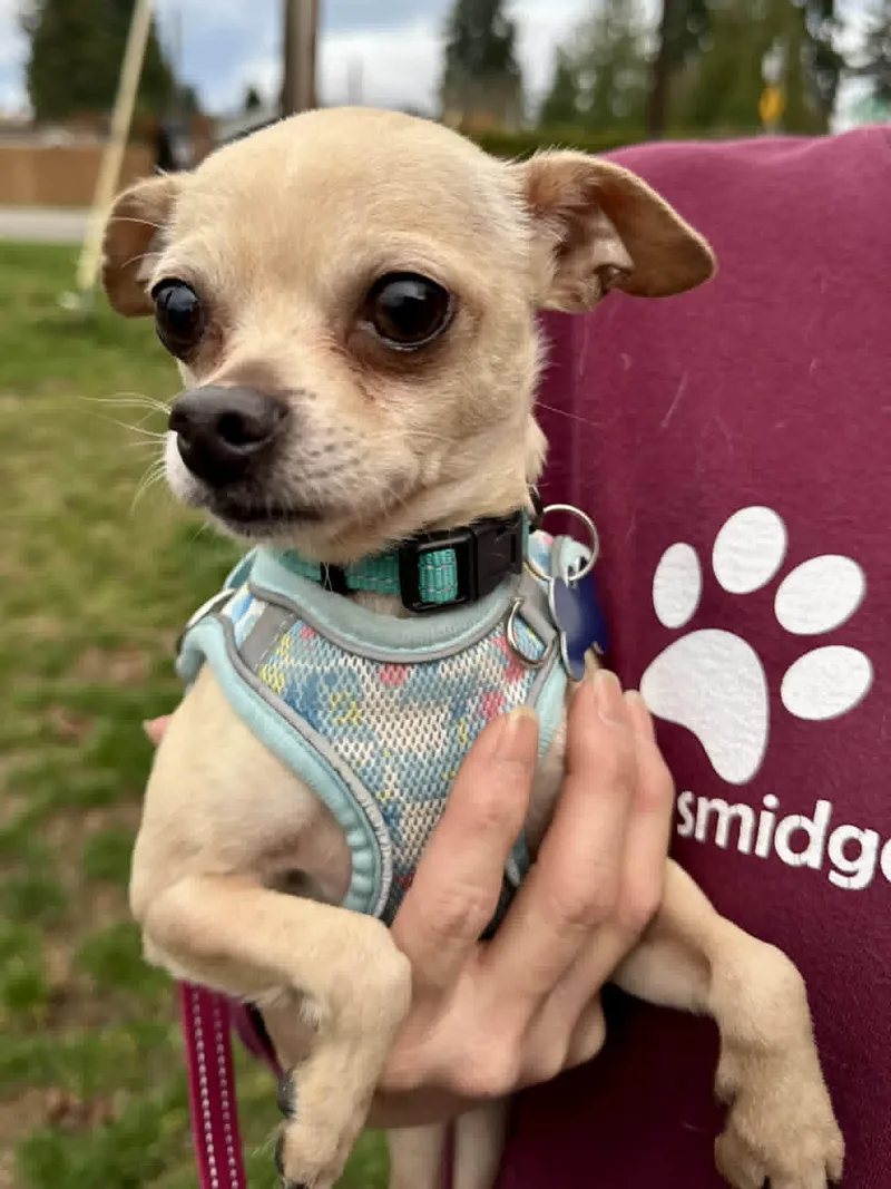 An adult small-sized male Apricot / Beige Chihuahua dog named Rogue for adoption in Covington, WA