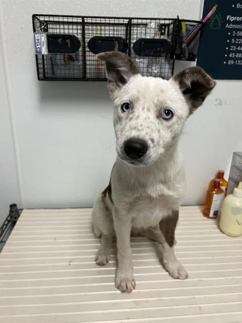 A baby small-sized female Border Collie dog named Mary for adoption in Bakersfield, CA
