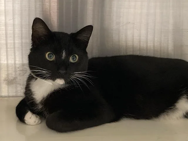 An adult medium-sized male Domestic Short Hair cat named Cable for adoption in Tustin, CA