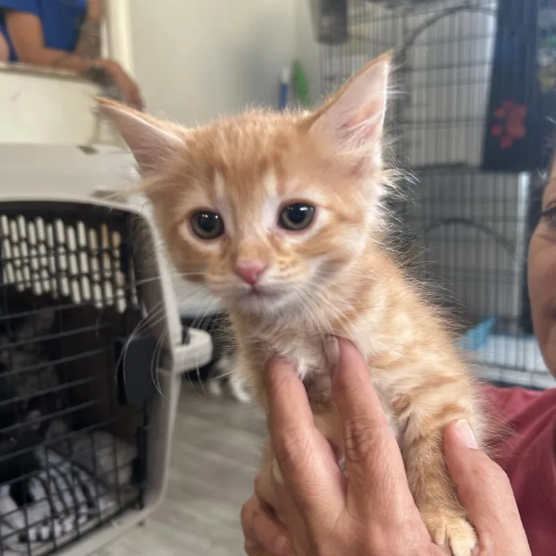A baby small-sized female Orange / Red Domestic Medium Hair cat named Poppy for adoption in Little Rock, AR