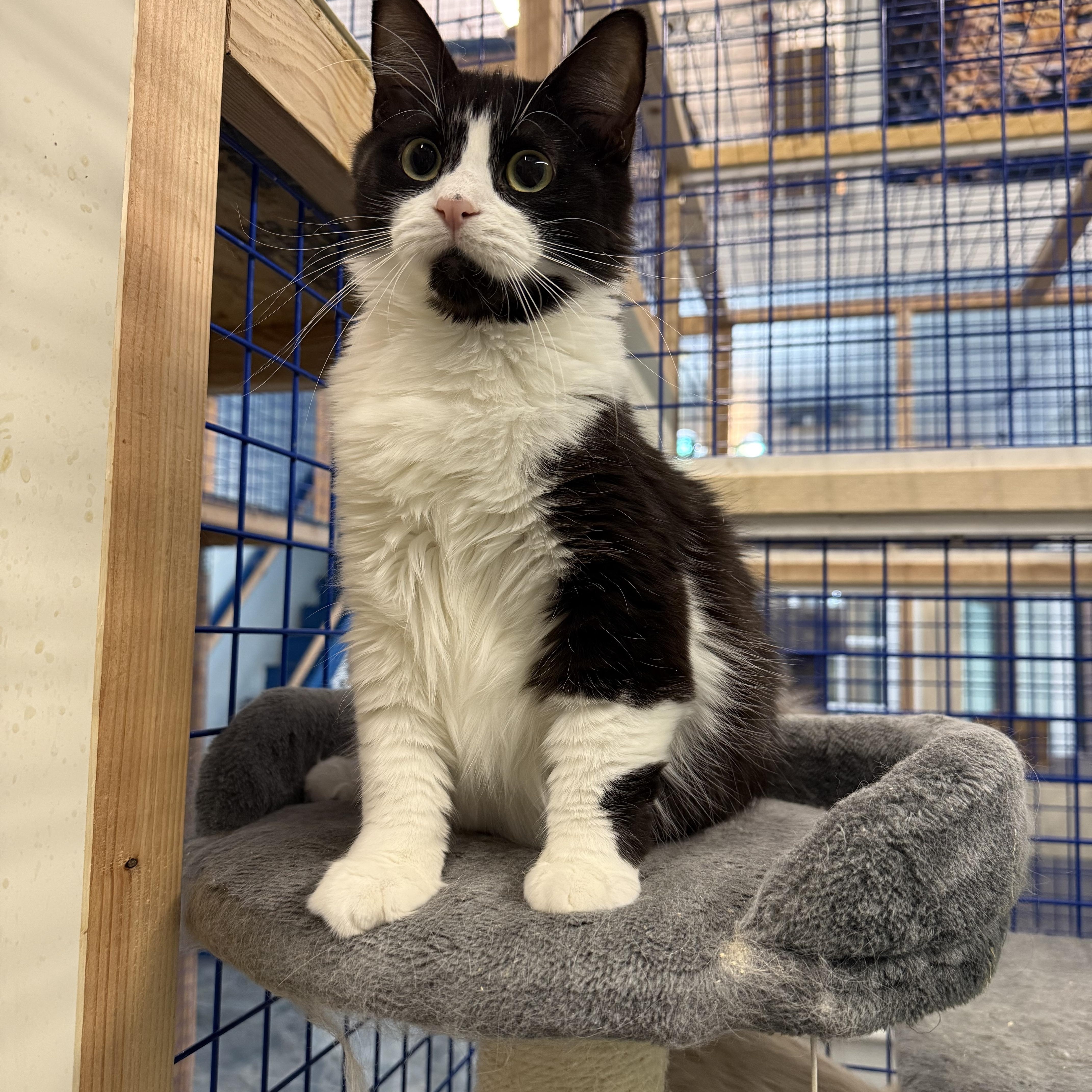 A young medium-sized female Ragdoll cat named Sylvester And Aurora for adoption in Pomona, CA