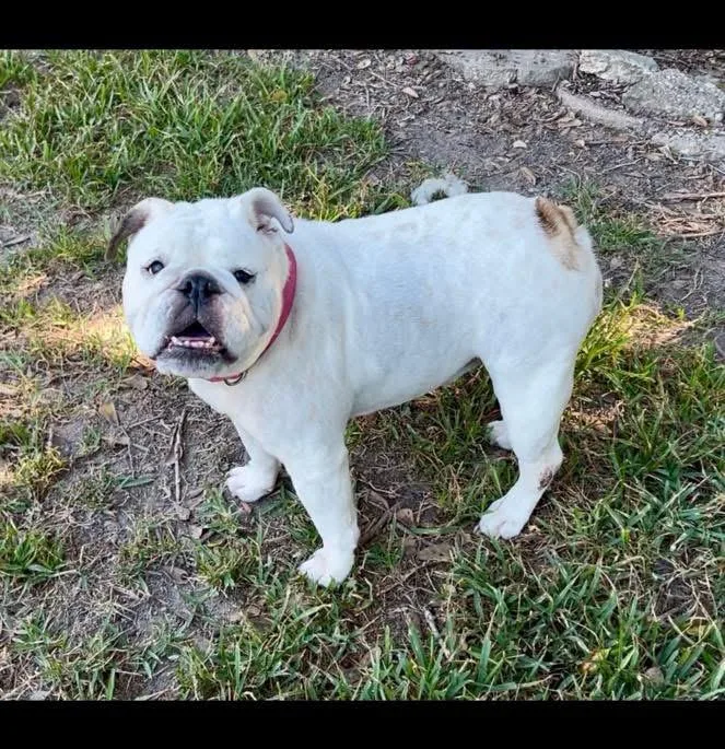 A young medium-sized female English Bulldog dog named Mae for adoption in Lutz, FL