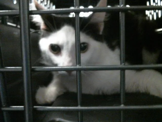 A young medium-sized male Domestic Short Hair cat named A for adoption in Houston, TX