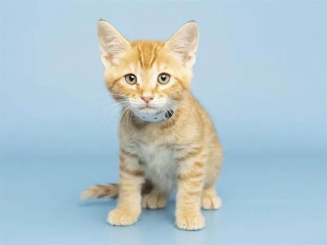 A baby small-sized male Domestic Short Hair cat named Snap Pea for adoption in Phoenix, AZ