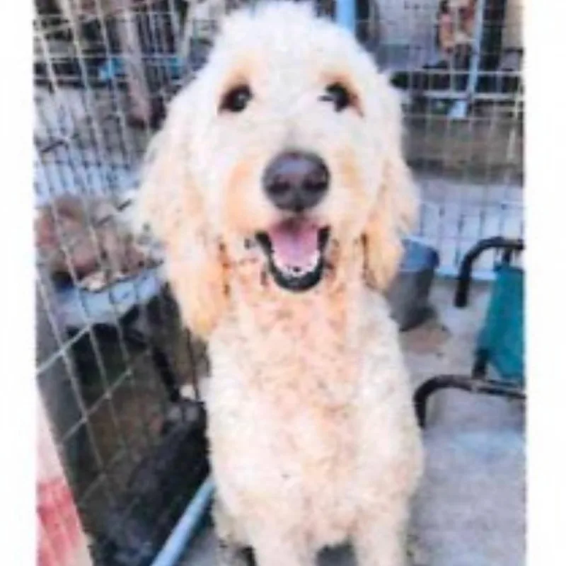 An adult medium-sized female Standard Poodle dog named Suzie Q for adoption in Baton Rouge, LA
