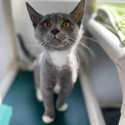 A young medium-sized female Gray & White Domestic Short Hair cat named OfficeAdministrator for adoption in Stafford, VA
