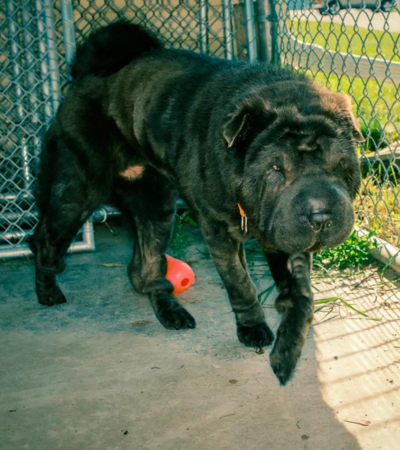 A young medium-sized female Shar-Pei dog named Lady for adoption in Viroqua, WI