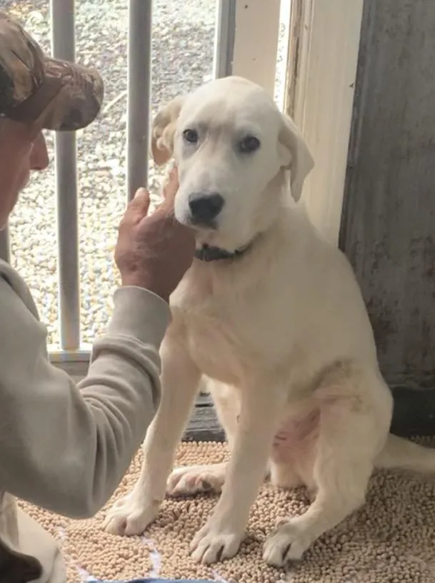A baby large-sized male Great Pyrenees dog named Chad for adoption in Claremont, NC