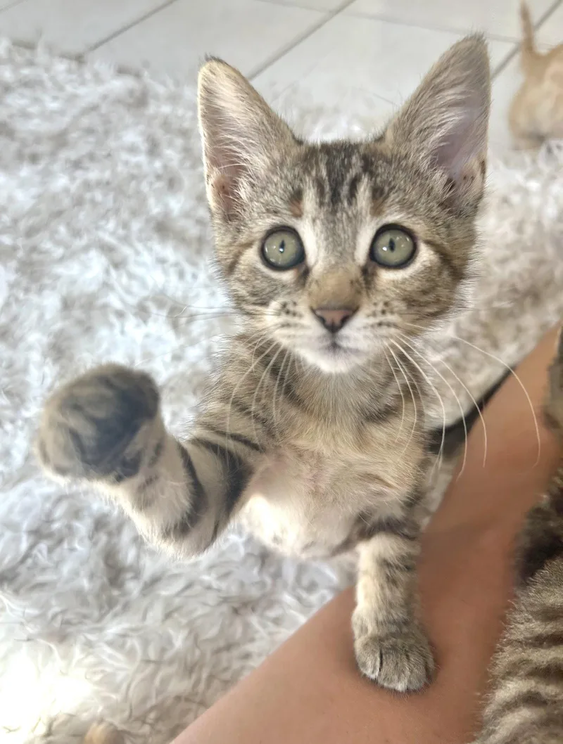 A baby medium-sized female Domestic Short Hair cat named Chickadee for adoption in Shawnee, KS