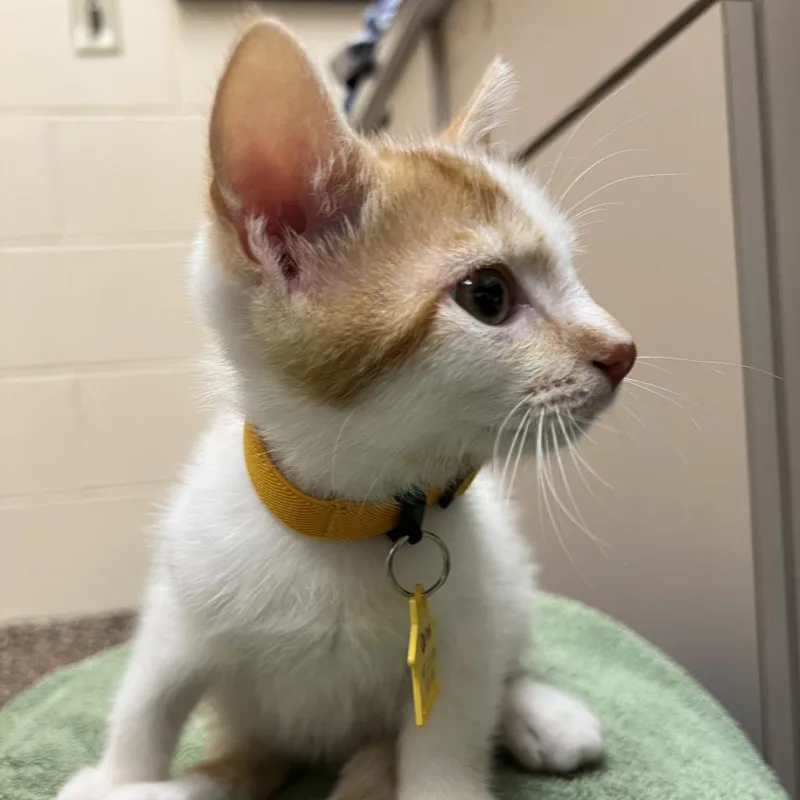 A baby small-sized male Orange / Red Domestic Short Hair cat named Uno for adoption in Springfield, MA