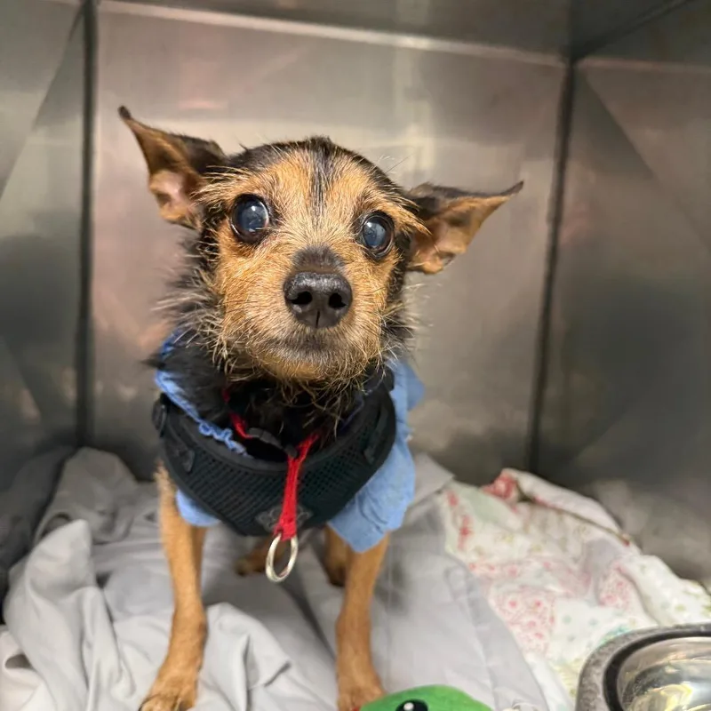 A senior small-sized female Miniature Pinscher dog named Madame Catalina Bijoux for adoption in Waldorf, MD