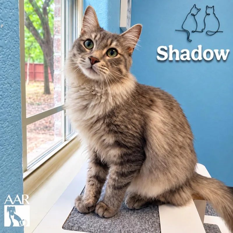 A young medium-sized male Domestic Medium Hair cat named Shadow for adoption in Magnolia, TX