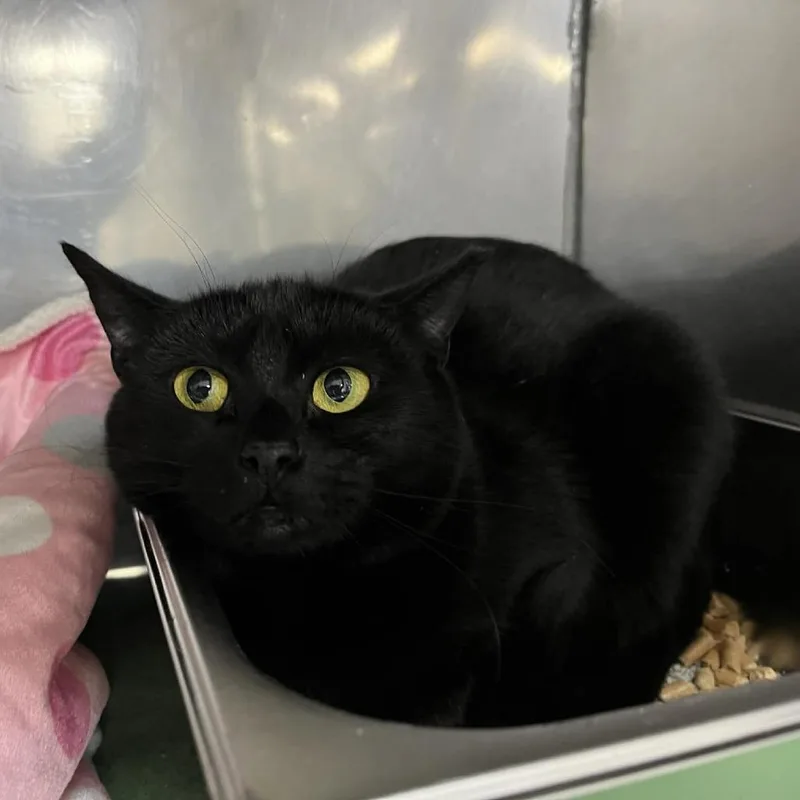 Threnody thumbnail 2