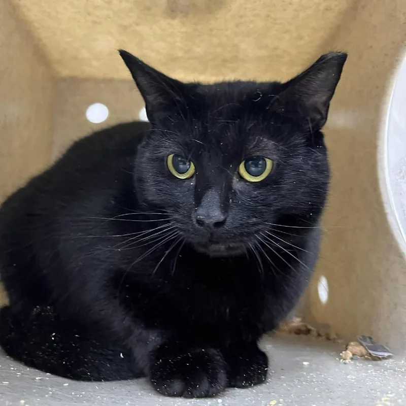 Threnody thumbnail 3