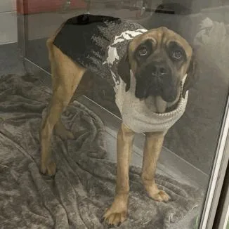 An adult large-sized male Apricot / Beige Mixed Breed dog named Hunk for adoption in Indianapolis, IN