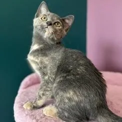 A baby small-sized female Dilute Tortoiseshell Domestic Short Hair cat named Dallas for adoption in Sweetwater, TN
