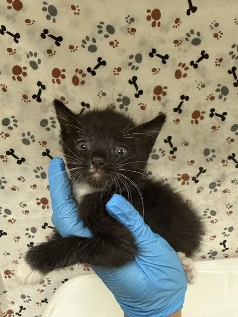 A baby small-sized female Domestic Short Hair cat named Wednesday for adoption in Riverside, CA