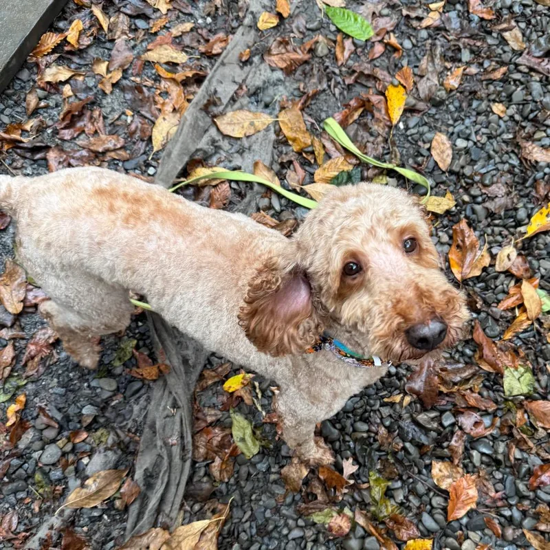 An adult medium-sized male Goldendoodle dog named Chester for adoption in West Chester, PA