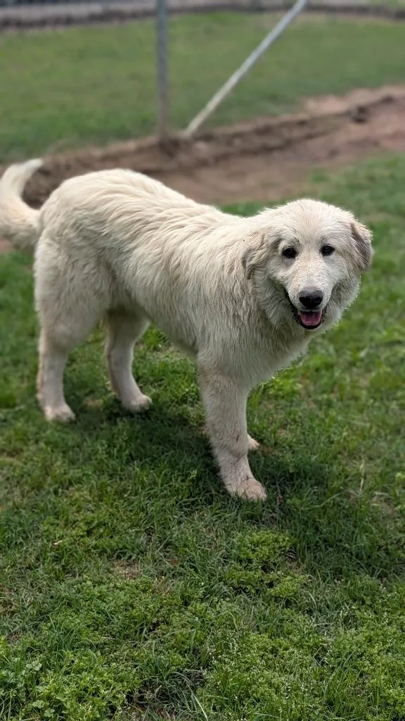 A baby large-sized female Anatolian Shepherd dog named Brandy for adoption in Seven Points, TX