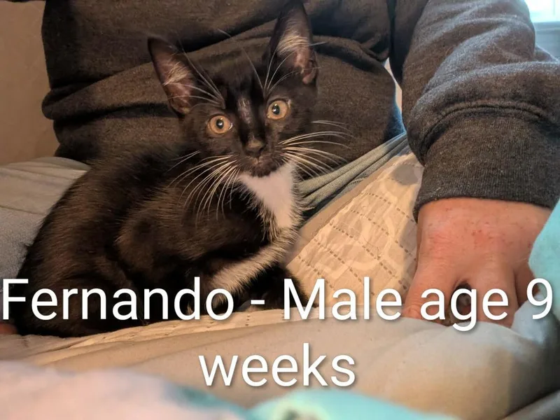 A baby small-sized male Domestic Short Hair cat named Fernando for adoption in Darien, GA