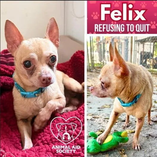 A senior small-sized male Chihuahua dog named Felix for adoption in Hampton, VA
