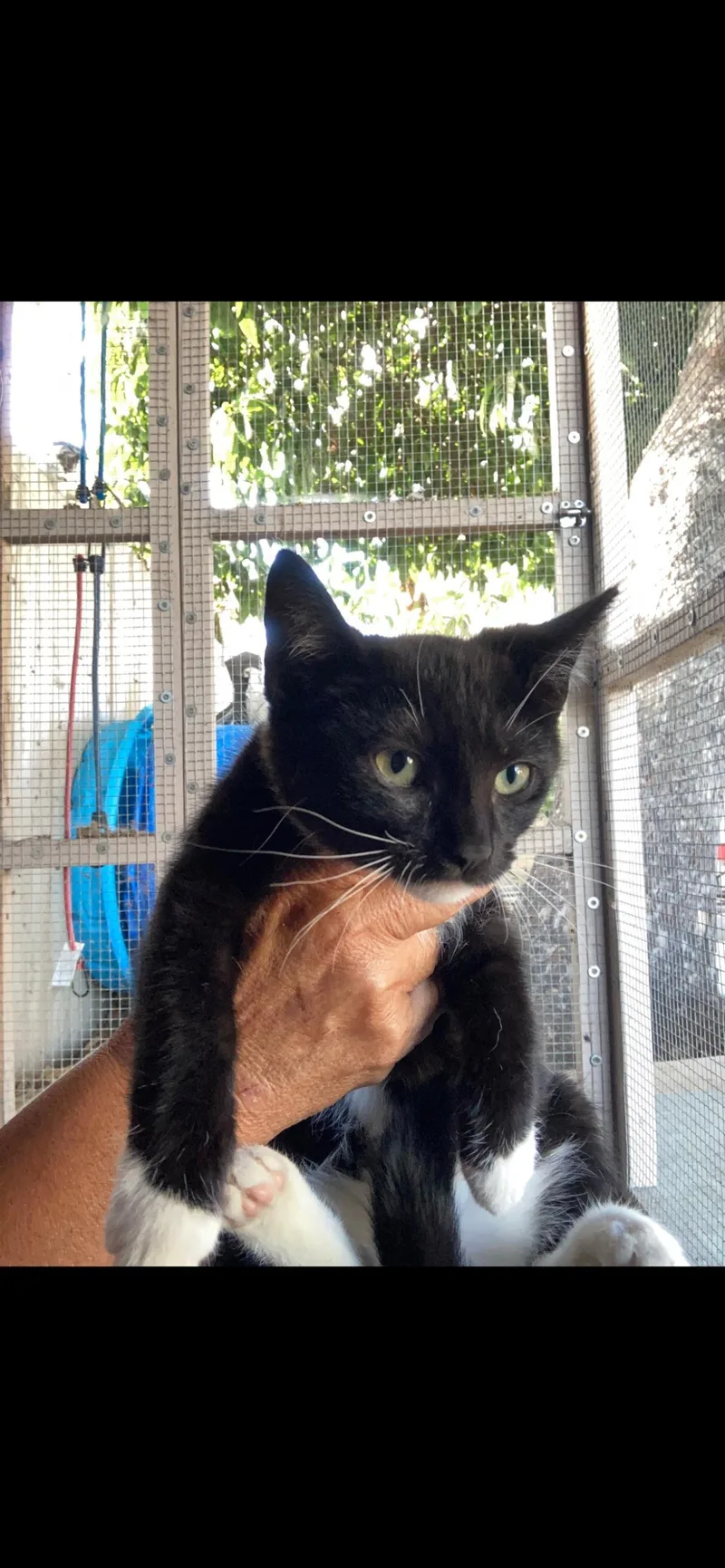 A baby small-sized female Black Domestic Short Hair cat named Emerald for adoption in La Jolla, CA