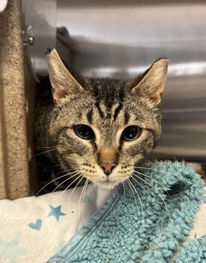 An adult small-sized male Domestic Short Hair cat named Newton for adoption in Missoula, MT