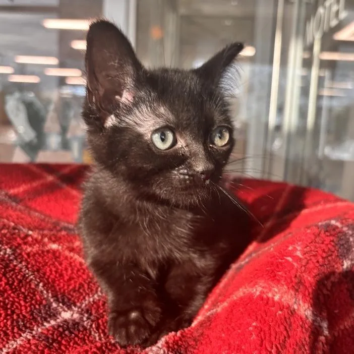 A baby small-sized female Domestic Short Hair cat named Banshee for adoption in Phoenix, AZ