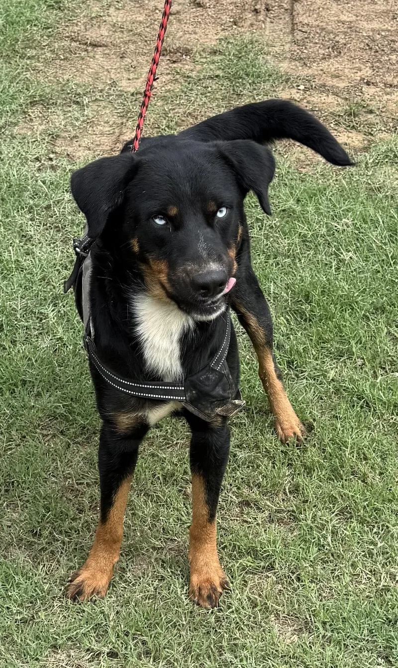 A young large-sized female Tricolor (Brown, Black, & White) Rottweiler dog named Riley for adoption in Brookeville, MD