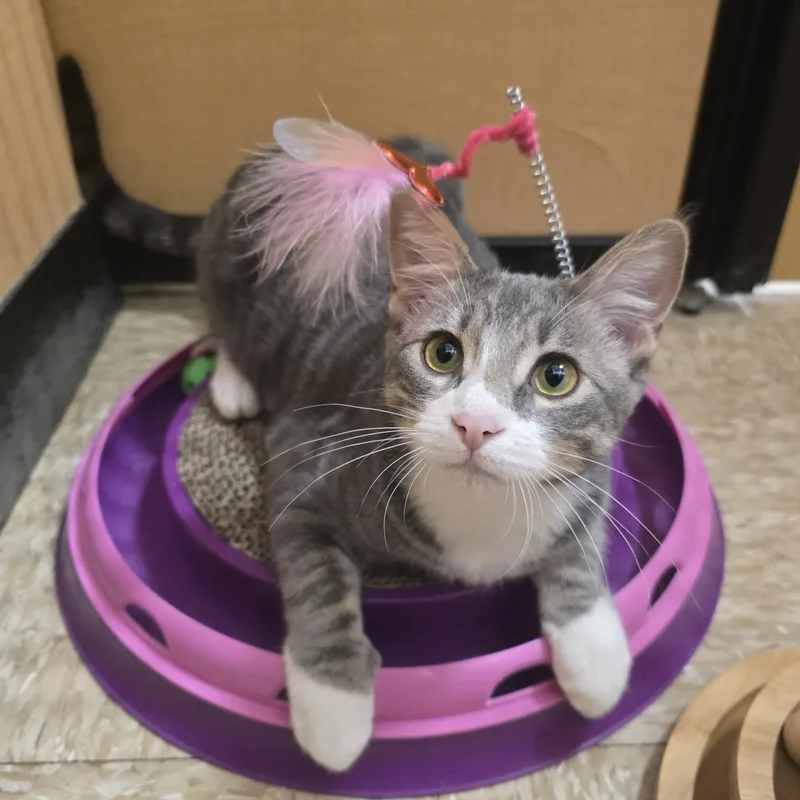 A baby medium-sized male Tabby (Gray / Blue / Silver) Domestic Short Hair cat named Dax for adoption in Warr Acres, OK