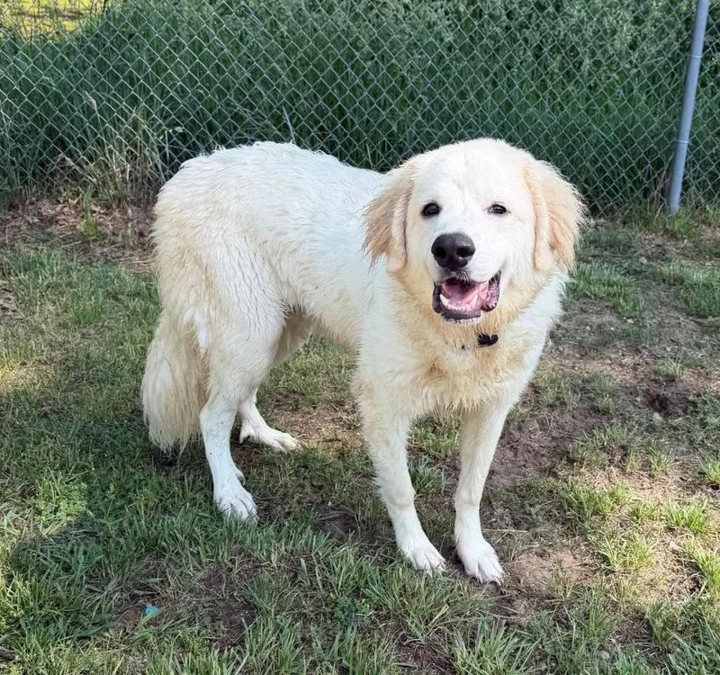 Elliott