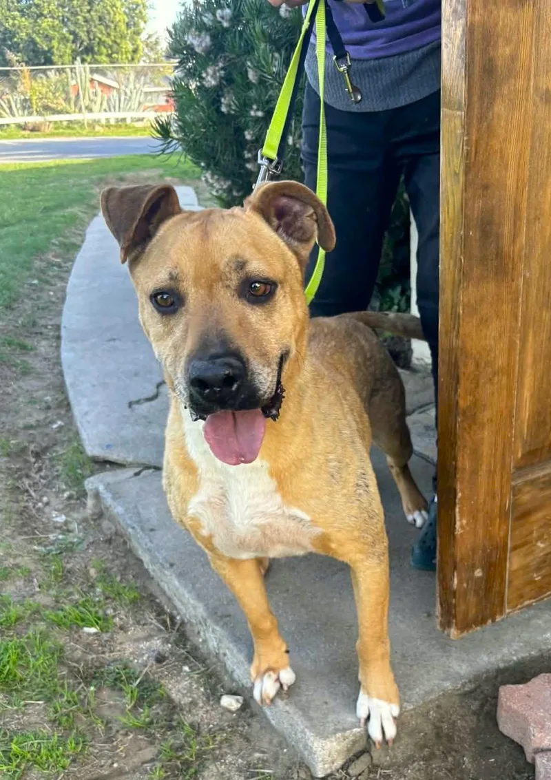 An adult medium-sized male Yellow / Tan / Blond / Fawn Labrador Retriever dog named Howie for adoption in Ventura, CA