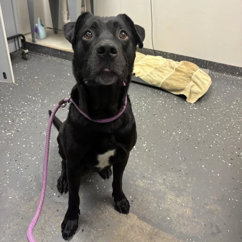 An adult large-sized male Black Mixed Breed dog named Cody for adoption in Columbiana, AL