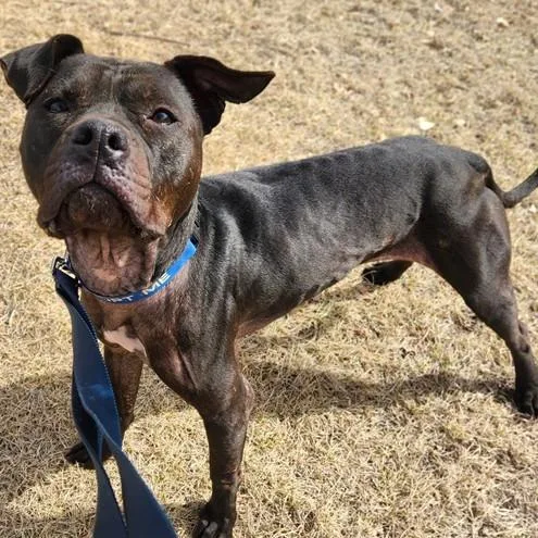 An adult medium-sized female Black Pit Bull Terrier dog named Dahlia Rose D for adoption in Princeton, MN