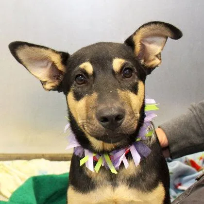 A young medium-sized male Black Mixed Breed dog named Chase for adoption in Lansing, MI