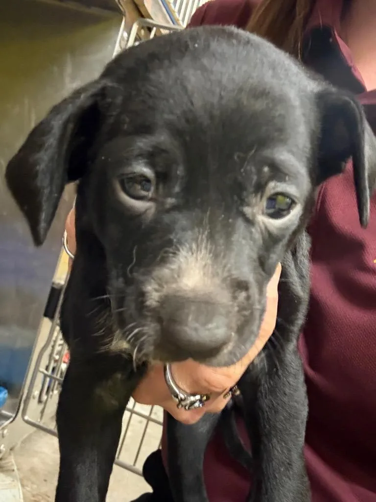 A baby medium-sized female Mixed Breed dog named Charlotte for adoption in Rockport, TX