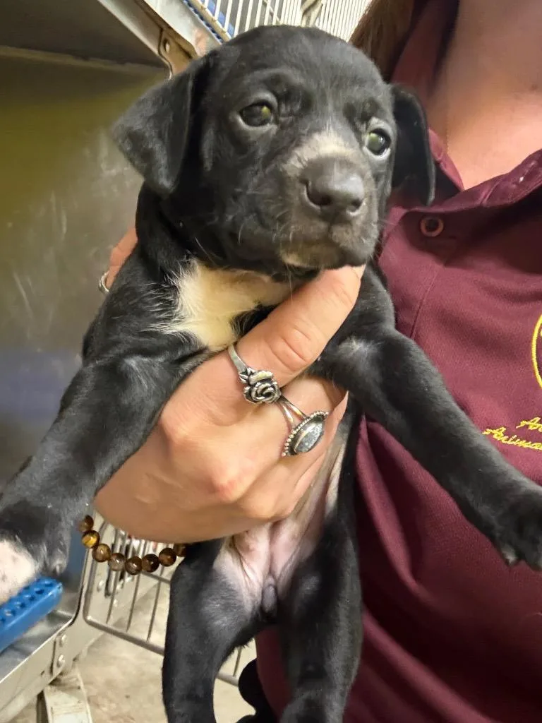 Charlotte thumbnail 2