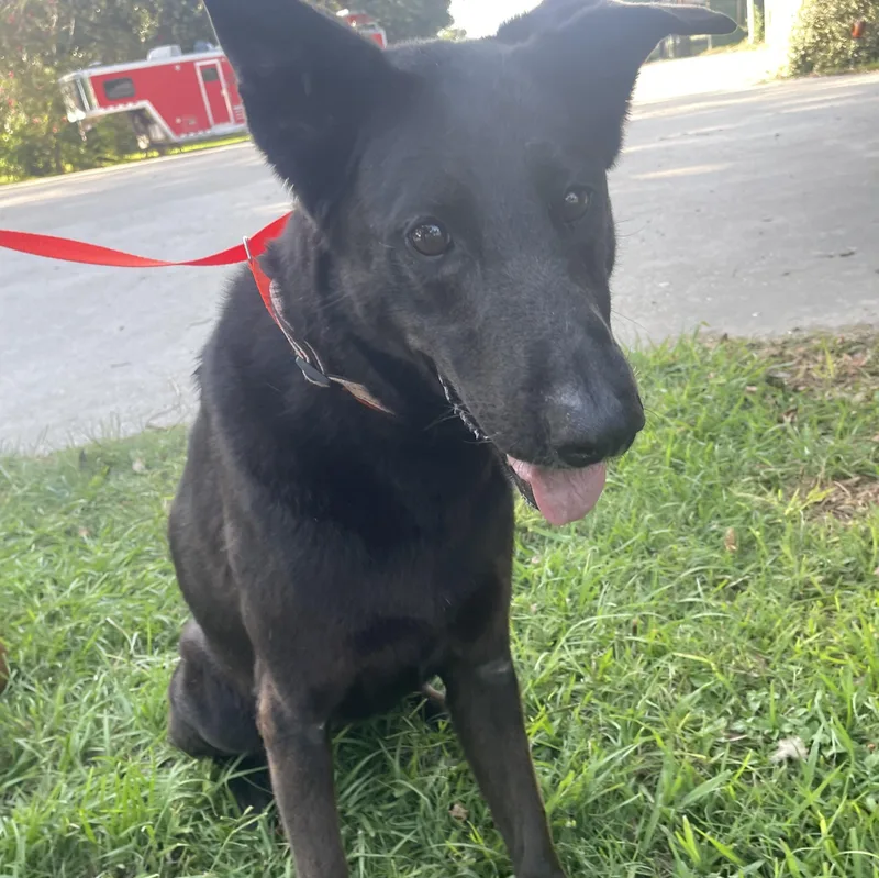 An adult large-sized female Black German Shepherd Dog dog named Daisy for adoption in Winnie, TX