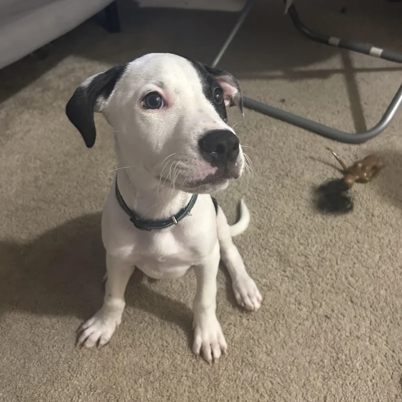 A baby medium-sized male Pit Bull Terrier dog named Zeus for adoption in Hamilton, NJ