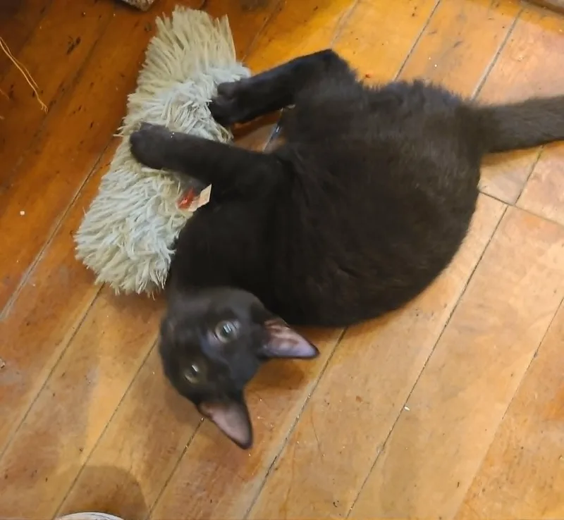 A baby medium-sized male Black Domestic Short Hair cat named Edison for adoption in Waynetown, IN
