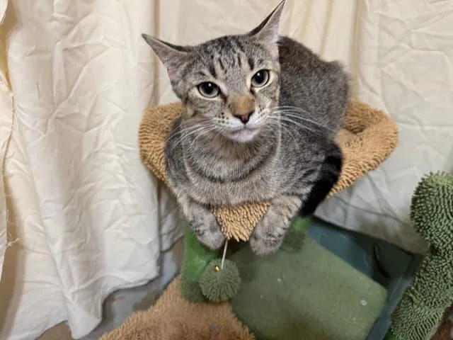A young small-sized male Domestic Short Hair cat named Bugsgrasshopper for adoption in Arlington, TX