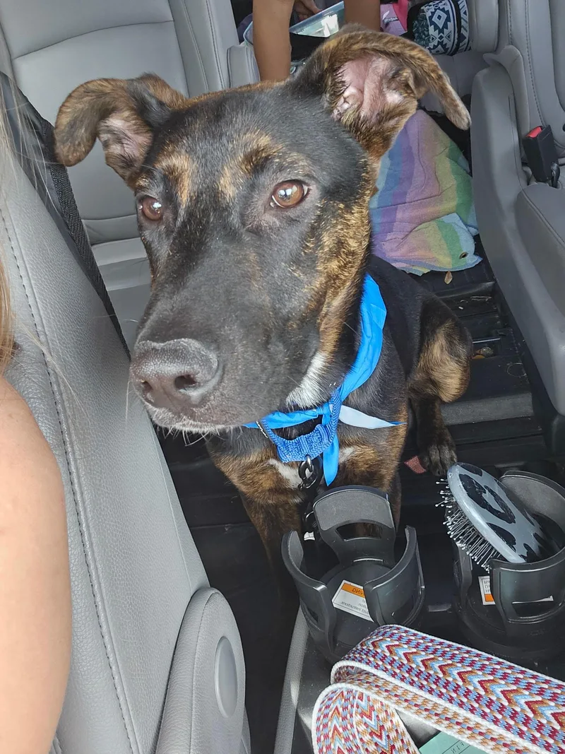 A baby large-sized male Shepherd dog named Renzo for adoption in tampa, FL