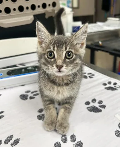 A baby small-sized female Domestic Short Hair cat named Princess Foggy for adoption in Westland, MI