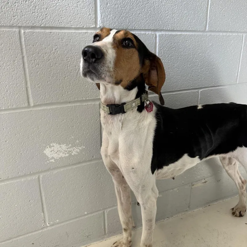 An adult medium-sized female White / Cream Coonhound dog named Maisy for adoption in Delaware, OH